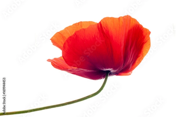 Obraz poppy flower