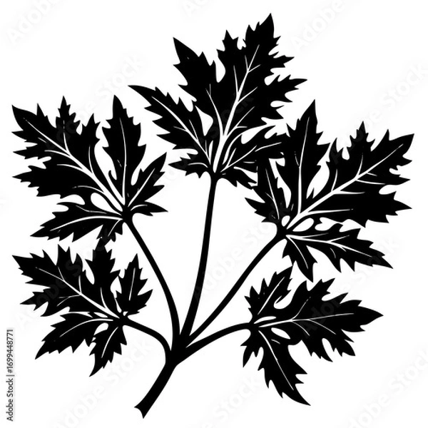 Fototapeta Elegant black silhouette of a fern leaf branch with intricate veining on white background