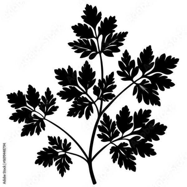 Fototapeta Black silhouette of a delicate parsley herb branch with intricate leafy details