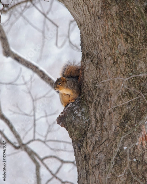 Fototapeta Squirrel in a tree in winter