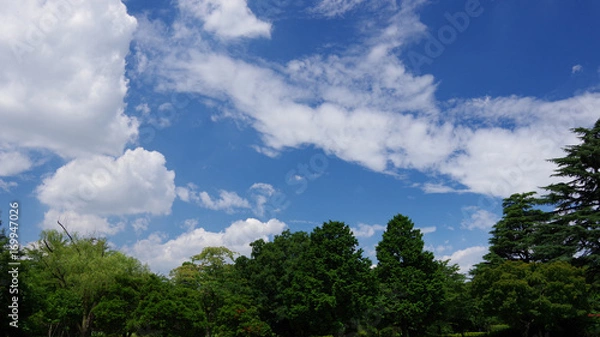 Fototapeta 空と樹木