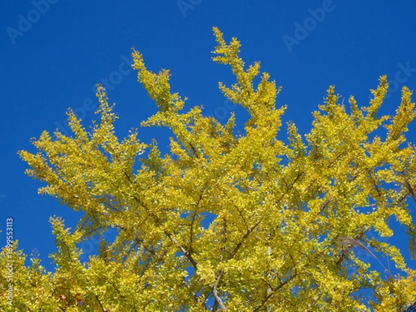 Fototapeta イチョウの黄葉