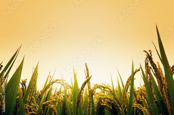 Obraz Pole ryżowe rano