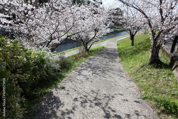Fototapeta 桜の咲く坂道