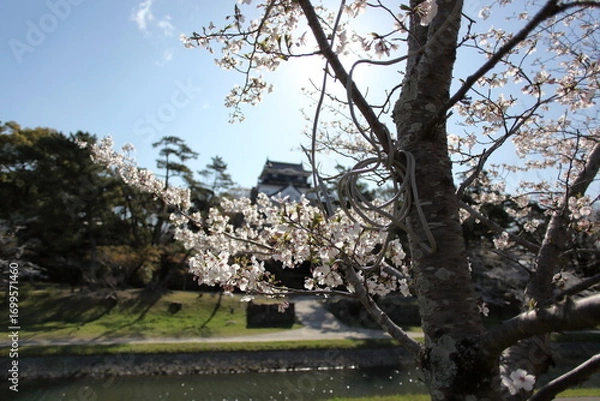 Fototapeta 城の天守閣と桜　