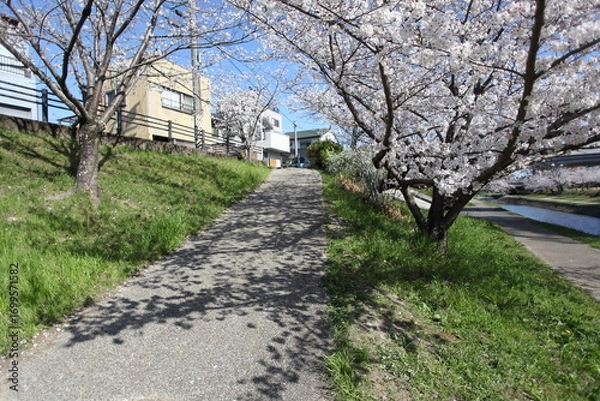 Fototapeta 桜の咲く川沿いの坂道　