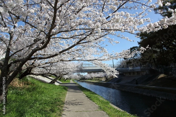 Fototapeta 桜の咲く川沿いの道