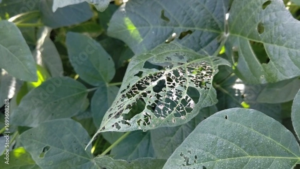 Obraz 害虫による食害を受けた大豆の葉