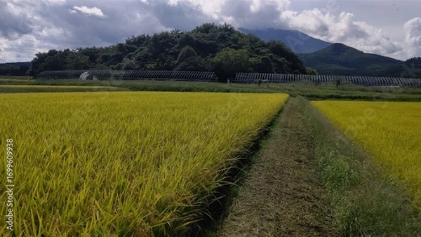 Obraz 草を刈った後