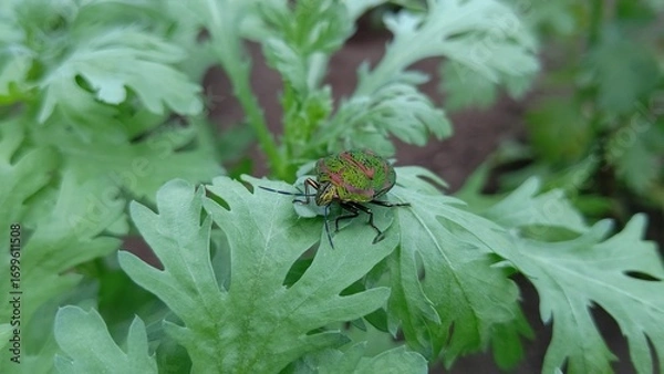 Obraz アカスジキンカメムシ