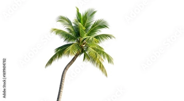 Fototapeta A single palm tree isolated on a white background