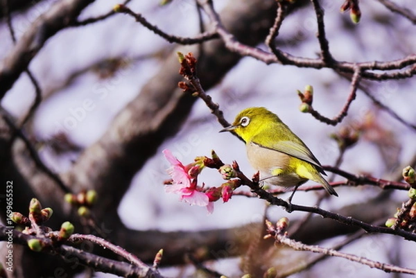 Fototapeta 咲始めた早咲きの桜とメジロ