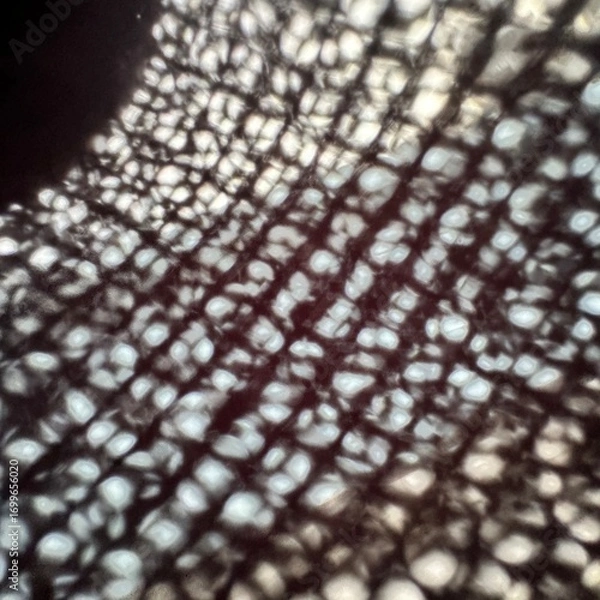 Fototapeta 木漏れ日　光　繊維