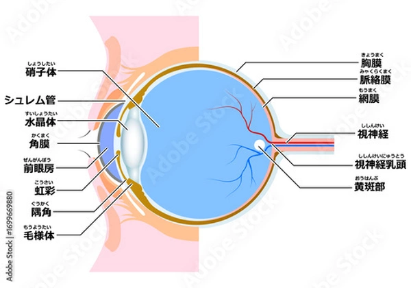 Obraz 目の断面図（主線なし）