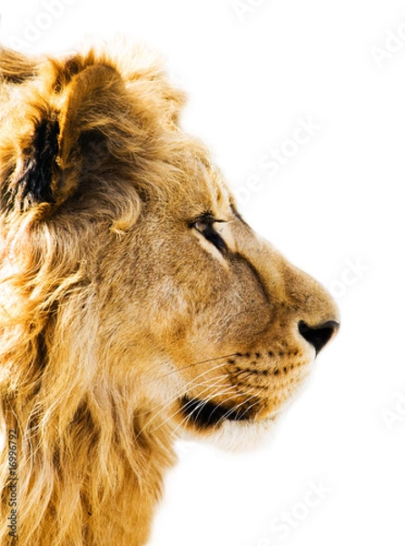 Obraz Lion's portrait