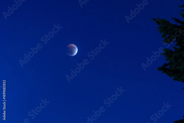Fototapeta Blood moon during a full eclipse