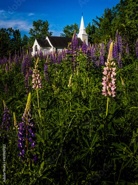 Obraz OLYMPUS DIGITAL CAMERA