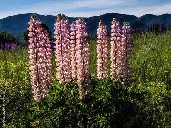 Obraz Lupine Field