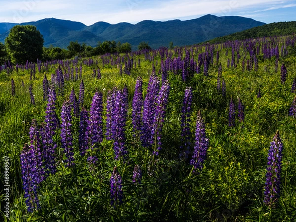 Obraz Lupine Field
