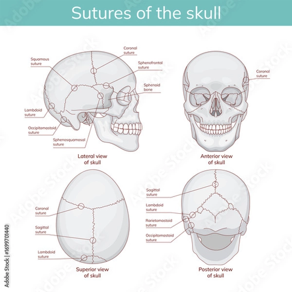 Fototapeta The cranial sutures as a scheme of medical division of the bones of the human head. Educational anatomical scheme of the squamous, coronoid, lamboid, sagittal and occipito-mastoid sections.