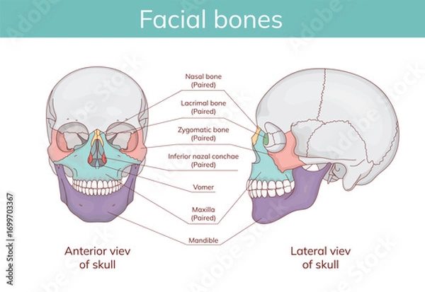 Fototapeta Skull anatomy. Facial bones with front and side projection of human skull outline.Vector medical illustration