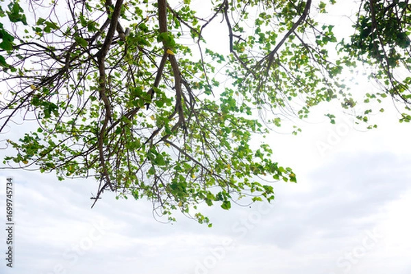 Obraz Green leaf tree canopy with clouds sky background