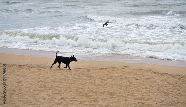Obraz Dog walking on beach and bird flying near, Nature and pet