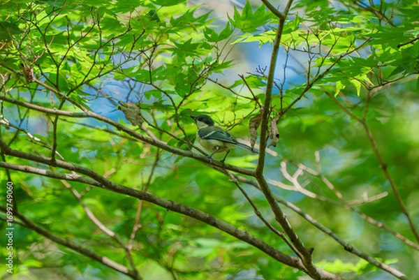 Obraz 北海道の野鳥
