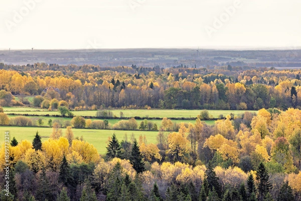 Fototapeta Fields by a forest with treetops in autumn colours
