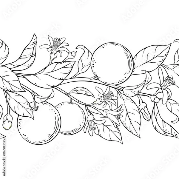 Fototapeta Orange Branch with Flowers, Fruits and Leaves Outline Horizontal Seamless Pattern. Organic natural nutritional healthy food ingredient, vegetarian diet product. Vector isolated for design or decoratio