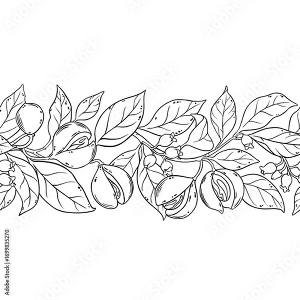 Fototapeta Nutmeg Branch with Flowers, Nuts and Leaves Outline Horizontal Seamless Pattern. Organic natural nutritional healthy food ingredient, vegetarian diet product. Vector isolated for design or decoration.