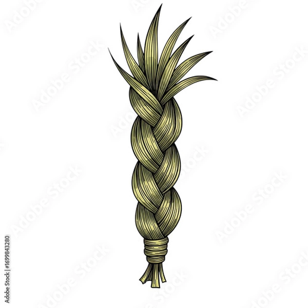 Fototapeta Hand drawn illustration of braided sweetgrass isolated on transparent background for traditional use