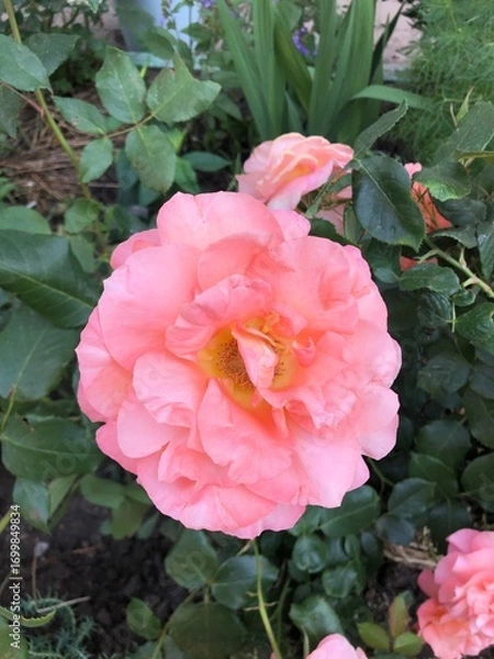 Obraz Beautiful rose blooms with soft petals against a green foliage background. Close-up macro photography of a delicate garden rose with romantic pastel colours