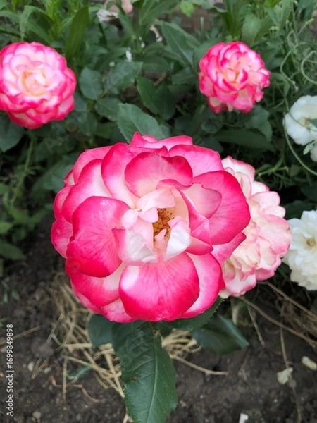 Obraz Beautiful rose blooms with soft petals against a green foliage background. Close-up macro photography of a delicate garden rose with romantic pastel colours