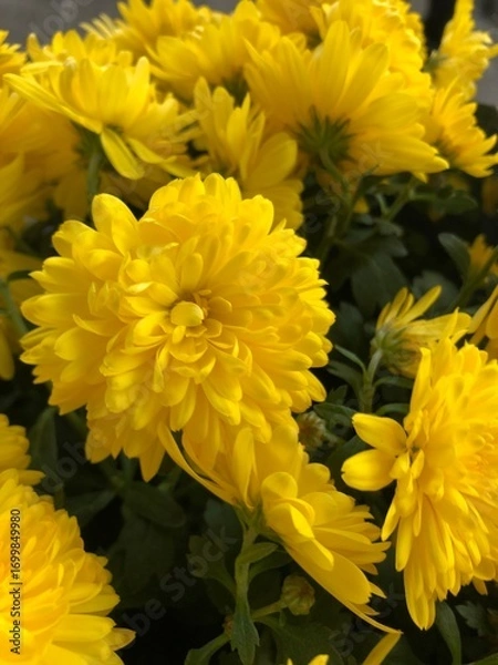 Obraz Yellow Chrysanthemum close up photography