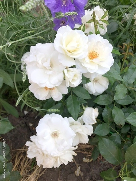 Obraz Beautiful rose blooms with soft petals against a green foliage background. Close-up macro photography of a delicate garden rose with romantic pastel colours