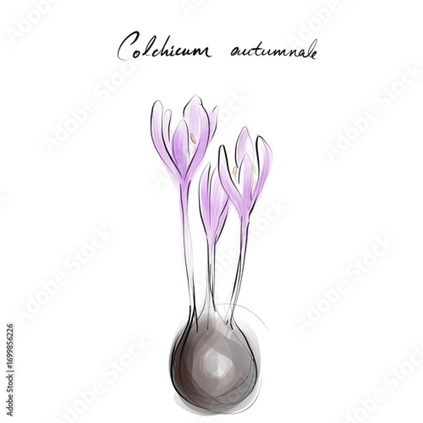 Fototapeta Colchicum autumnale, autumn crocus or meadow saffron drawing, hand-drawn digital line art illustration	