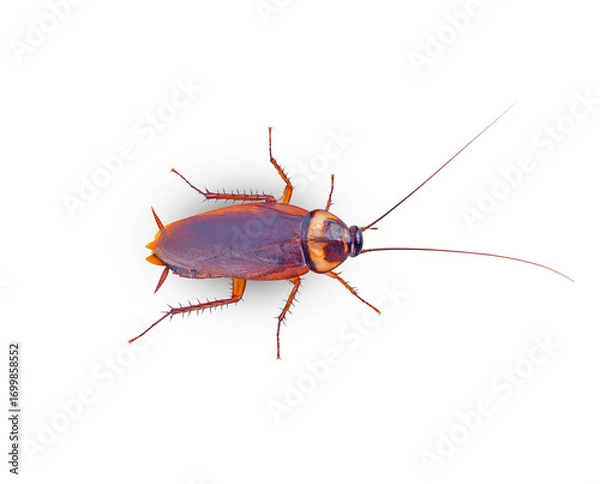 Fototapeta close-up brown cockroach isolated on the white background