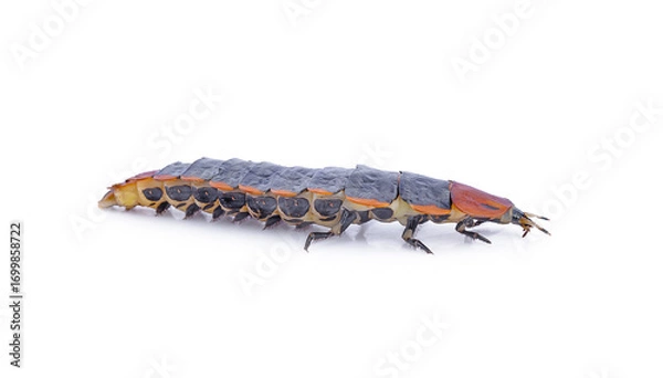 Fototapeta firefly wormlightening bug on white background,isolated