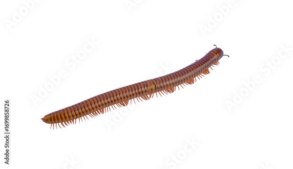 Obraz brown millipede isolated on a white background