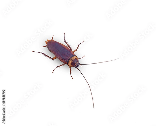 Fototapeta top view brown cockroach on white background,isolated