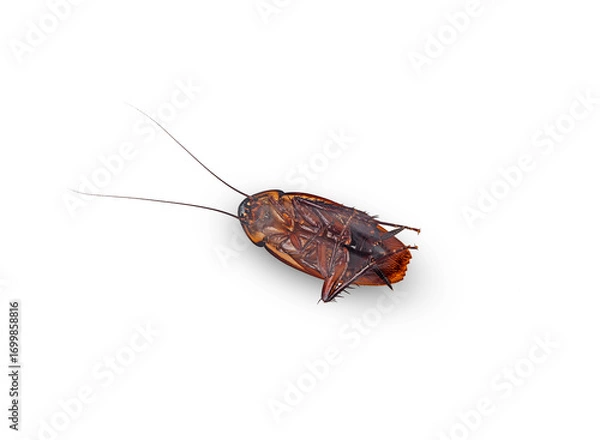 Obraz deaded brown cockroach isolated on a white