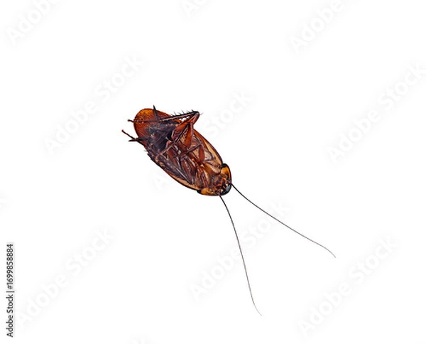 Fototapeta deaded cockroach on a white background,isolated