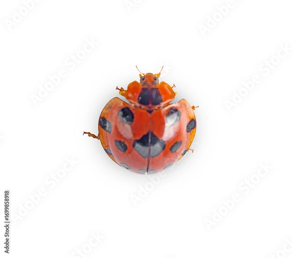 Obraz lady beetle on a white,isolated(top view)