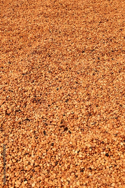 Fototapeta Close up of coffee beans drying in the sun          