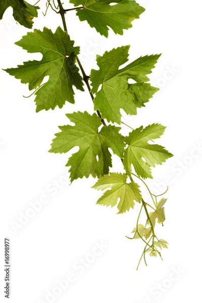 Obraz Weinranke