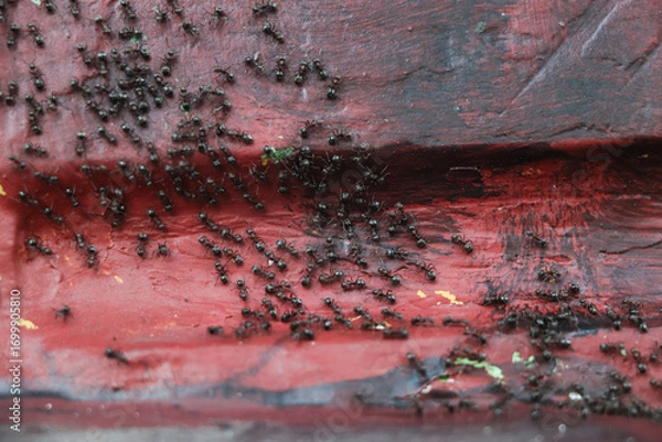 Obraz A group of ants swarming on a maroon wall