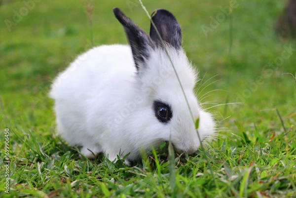 Fototapeta A white rabbit is eating grass, its eyes are looking at the camera with a background of green grass