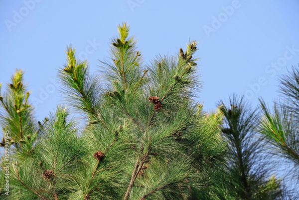 Fototapeta Several pine cones on the treetops are illuminated by the morning sun, with a whitish blue sky in the background