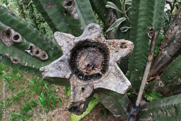 Fototapeta A large cactus tree branch that was cut, causing the cut to dry out and rot, the tissue inside the tree trunk appears black due to rot